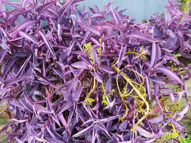 istock tradescantia pallida 1438318526