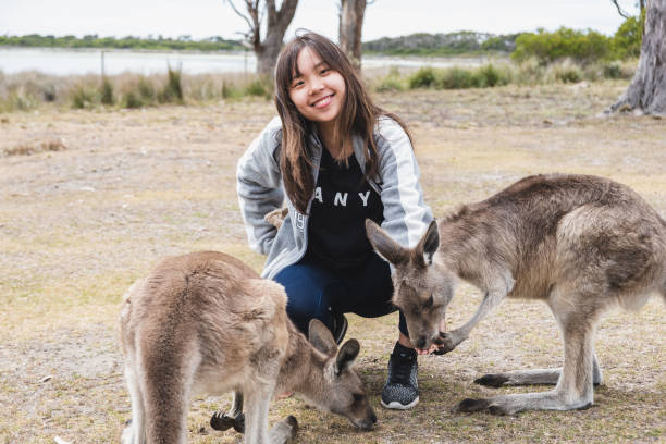 istock Beautiful young Chinese female feeding kangaroos 1438318640