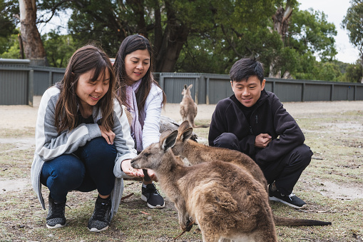 Tourist visit animal sanctuary at Australia, Tasmania. People interacting with kangaroo at zoo.
