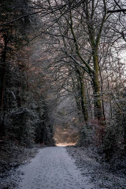 istock Pathway in the forest covered with snow with wall trees on the side 1438318845