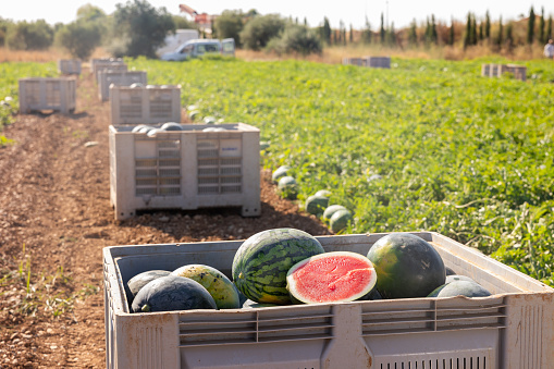 Harvested fresh ripe watermelons in large box on field. Sweet fruit crop outdoors.