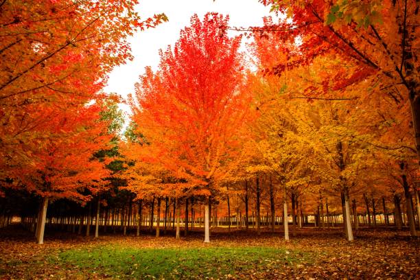 istock Colorful park with rows of trees during autumn 1438318991