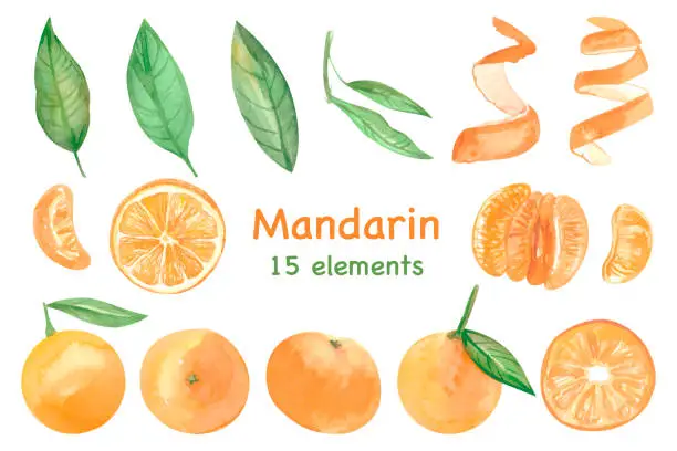 Vector illustration of Big set of watercolor mandarins and leaves