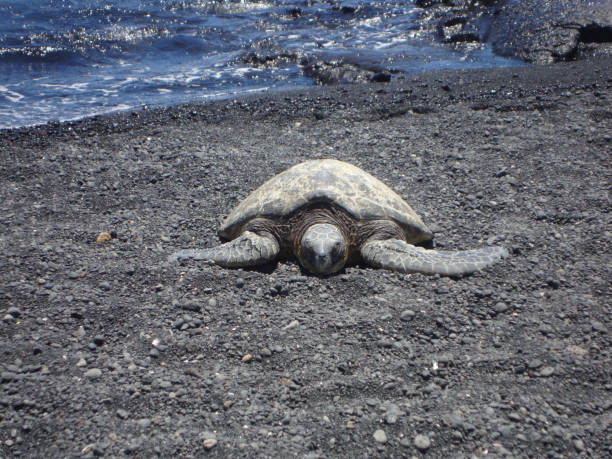 A Kemp's ridley sea turtle on the beach
