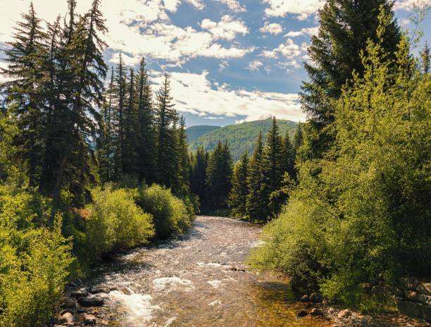 istock River flowing through a green forest on a sunny day 1438319073