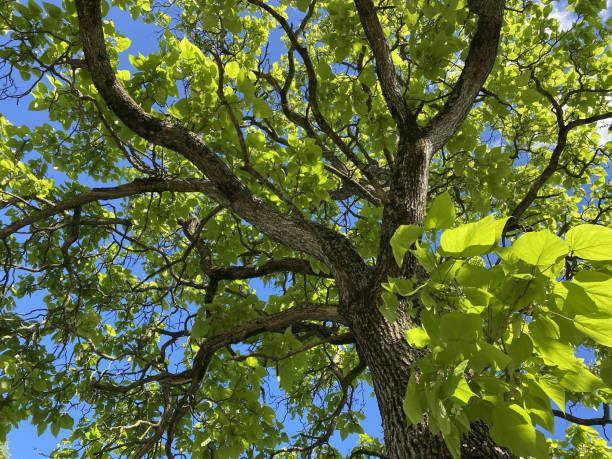 istock Low angle shot of the branches of a walnut tree covered by the sunlight 1438319139