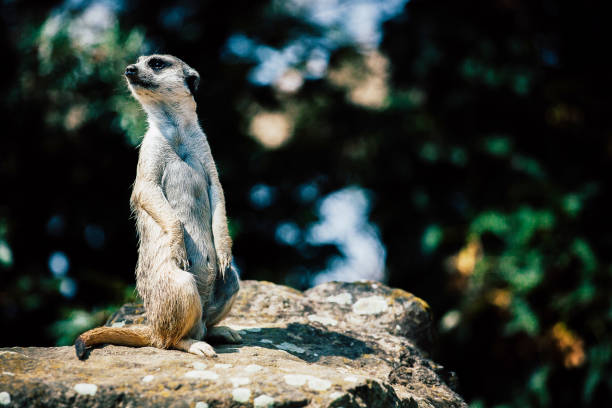 istock Adorable meerkat sitting on a rock 1438319221