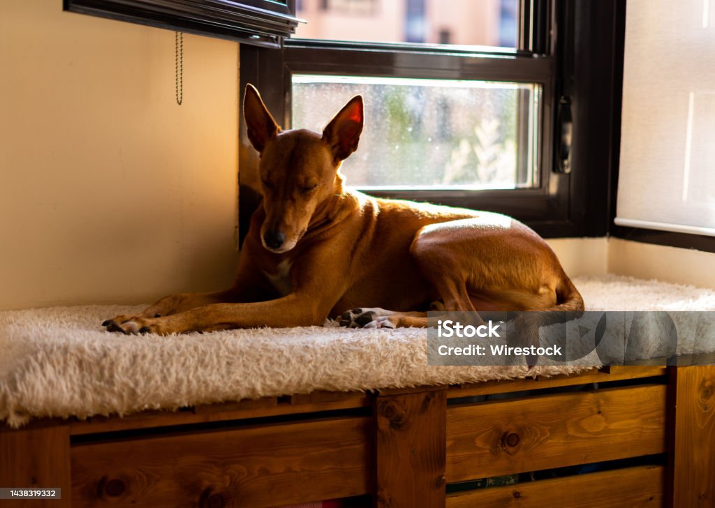 Closeup shot of a dog lying beside a glass window inside an apartment A closeup shot of a dog lying beside a glass window inside an apartment Animal Stock Photo