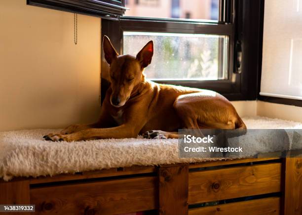 Closeup Shot Of A Dog Lying Beside A Glass Window Inside An Apartment Stock Photo - Download Image Now
