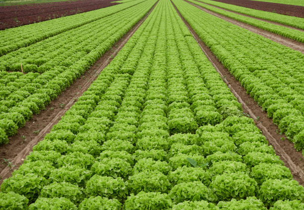 istock Traces leads to the lettuce also salad field. 1438319355