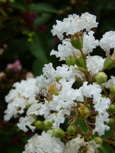 istock Selective focus shot of beautiful white flowers 1438319555