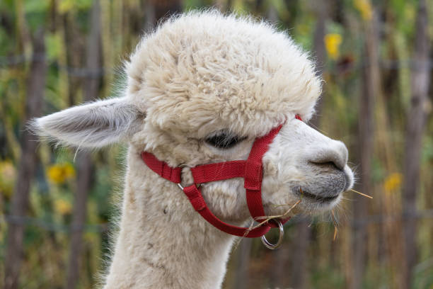 istock Closeup shot of a cute white lama in a red net muzzle 1438319639