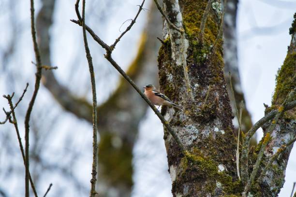 istock Small Common chaffinch bird, Fringilla coelebs on a branch 1438319672