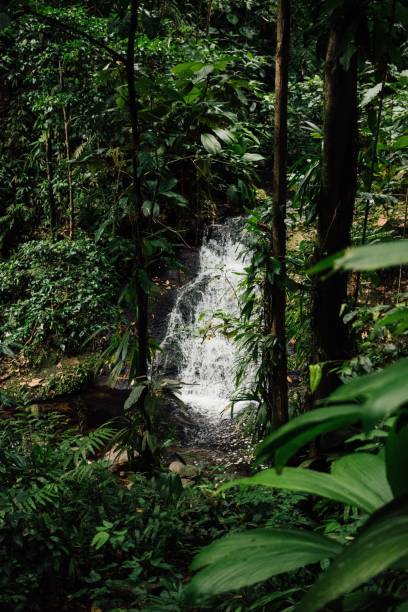 istock Vertical shot of a waterfall in a tropical forest 1438320570
