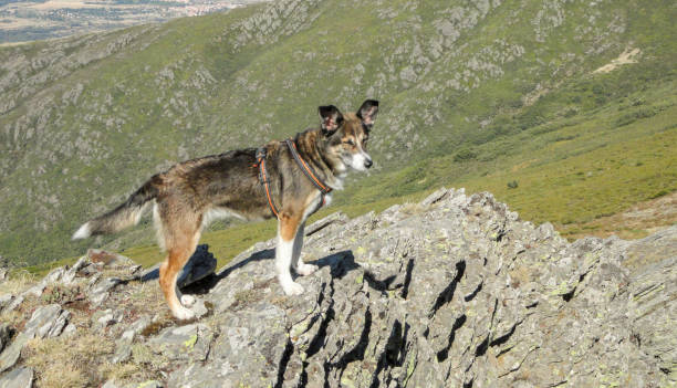 istock Closeup shot of a Norwegian Lundehund 1438320606