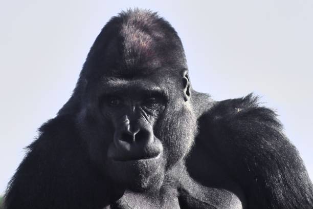 istock Closeup shot of a beautiful monkey on the blurry background 1438320607