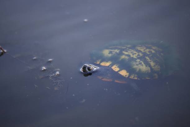 istock Turtle swimming in a pond 1438320899