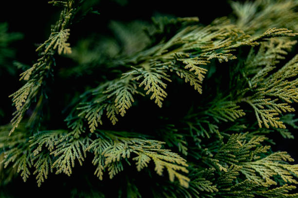 istock Closeup of cypress leaves on tree branches at a park 1438320995