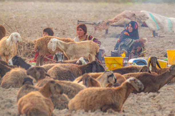 vita nomade di pastori, greggi di pecore e pastori in pakistan - country road lane road dirt road foto e immagini stock