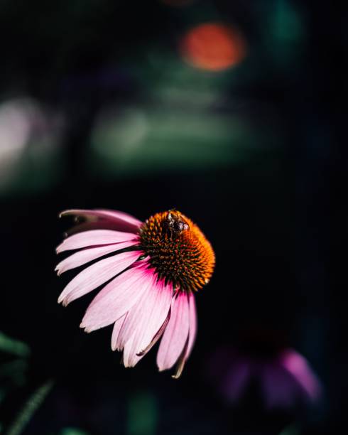 istock Vertical shot of a purple coneflower with a bee on it 1438321367