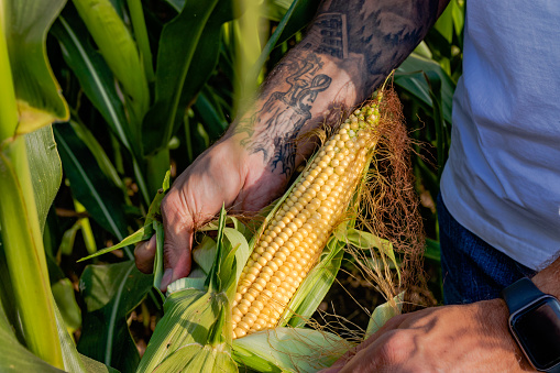 Farmer standing in corn field inspecting corn cobs and silk to be sure if it is ready for picking / harvest. Close up on the hands with a tattoo and t