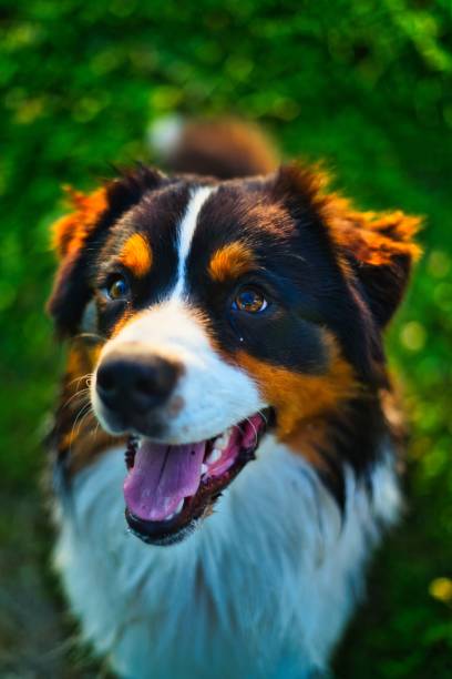 istock Overhead shot of an Australian Shepherd 1438321690