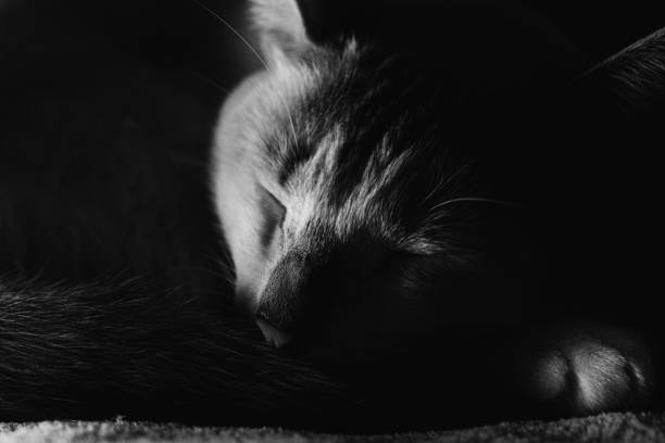 istock Grayscale shot of a sleeping cat 1438321697