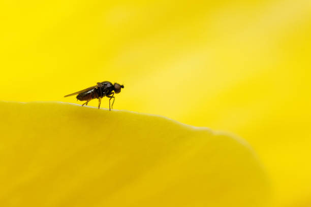 Close-up macro shot of a vibrant orange gall midge, likely from the Cecidomyiidae family, perched on a slender blade of grass, possibly of the Poaceae family. The shallow depth of field and soft lighting create a natural, serene outdoor scene, highlighting the delicate details of the insect and its environment.