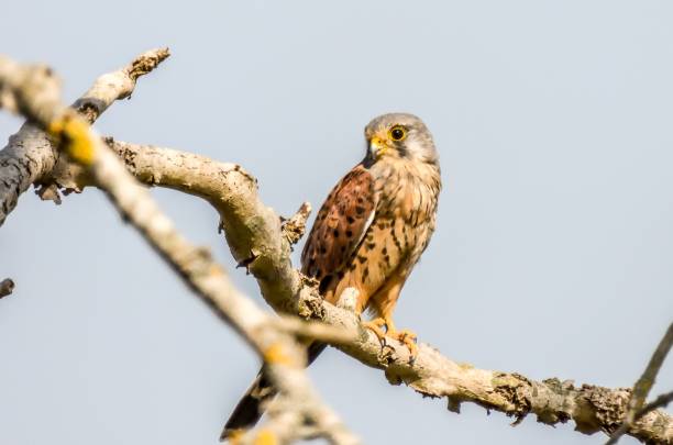 istock Beautiful shot of a common kestrel bird perching on tree branch in bright sunlight 1438322916
