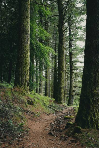 istock Vertical shot of a trail in a green pine forest 1438322941