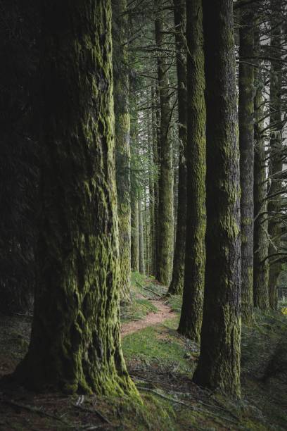 istock Vertical shot of a trail in a green pine forest 1438322945