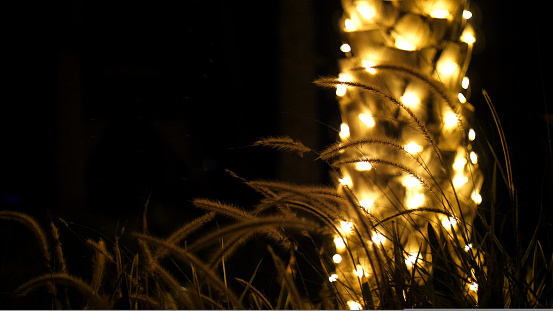 Close-up. in the dark, against the background of a trunk of a palm tree decorated with illumination, spikelets and grass swaying in the wind, in the rays of light. High quality photo