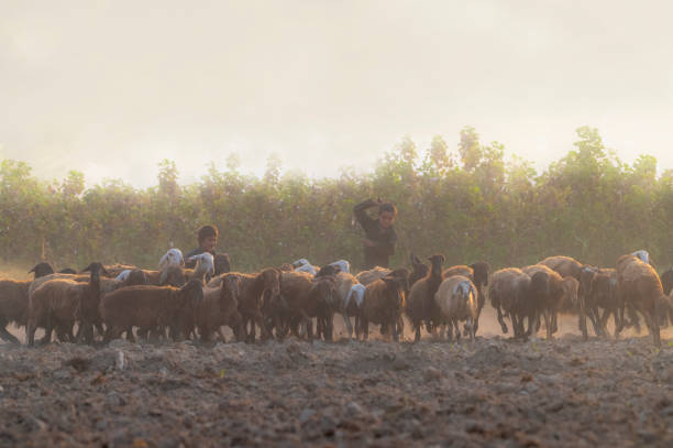 vita nomade di pastori, greggi di pecore e pastori in pakistan - country road lane road dirt road foto e immagini stock