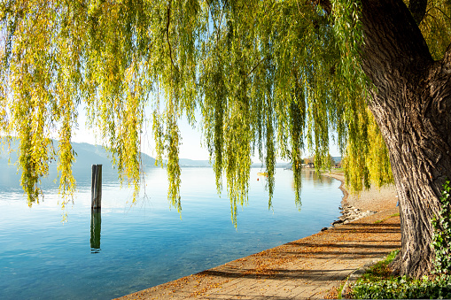 Weeping willow on a small walkway along Lake Constance with beautiful autumn atmosphere in October 2022.