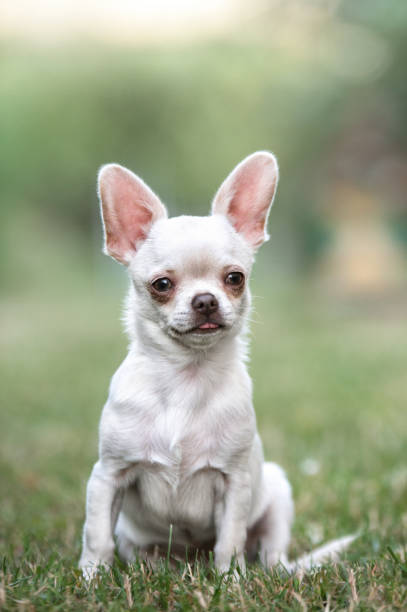 istock chihuahua puppy sitting on the grass 1438326145