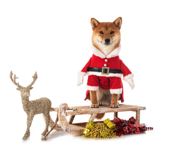 istock shiba inu in studio 1438327167
