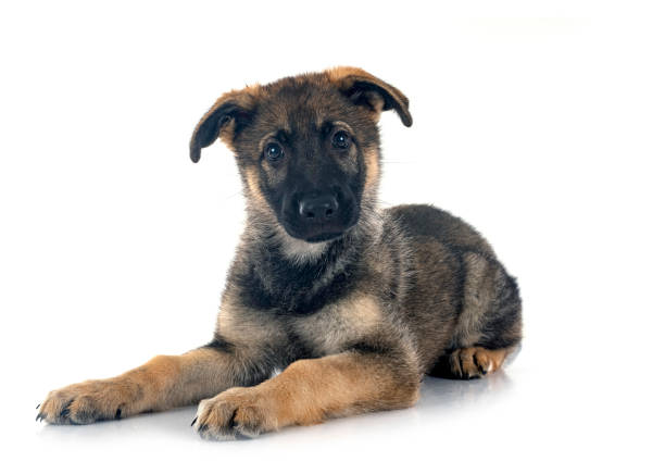子犬ジャーマンシェパード - german shepherd animal black purebred dog ストックフォトと画像