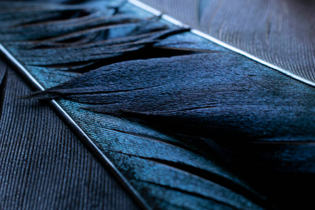 istock bird magpies feather, blue background 1438327818
