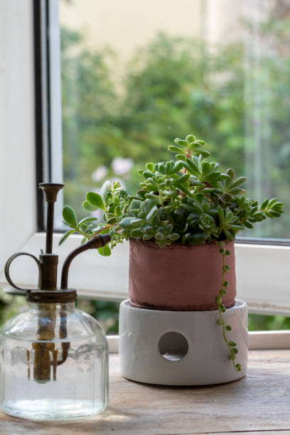 istock Group planting of succulents on the windowsill 1438332223
