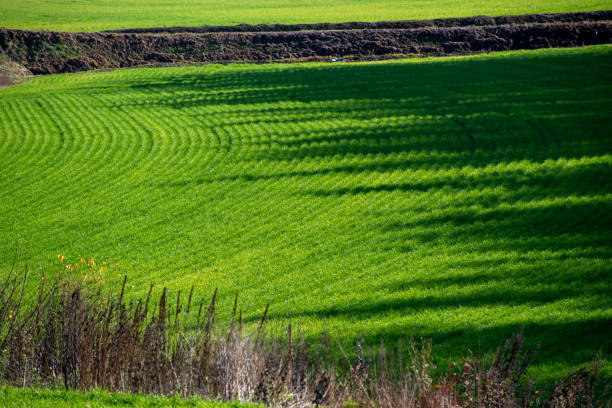 istock Autumn green wheat field in the sun 1438332416