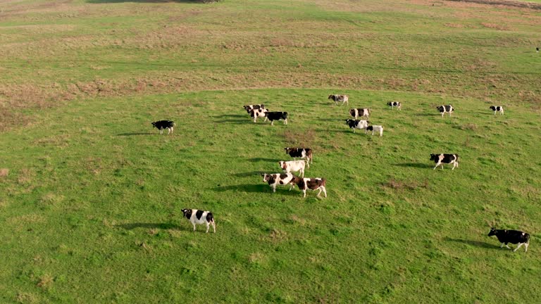 Meadow with cows