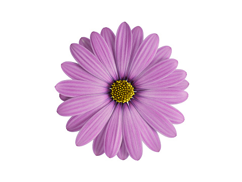Púrpura flor photo