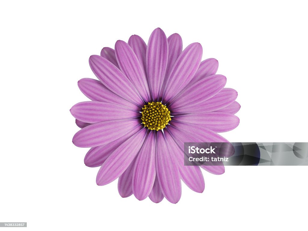 purple flower purple flower isolated on white Daisy Stock Photo