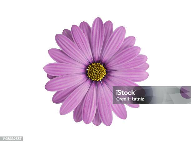 Purple Flower Stock Photo - Download Image Now - Daisy, Purple, Cut Out