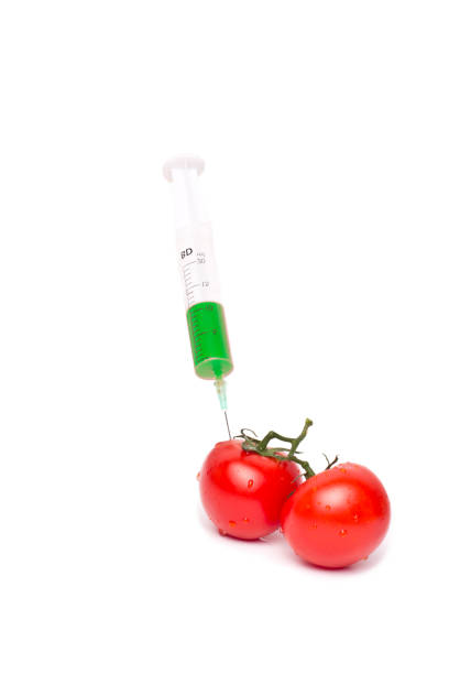 gvo produkt-konzept: tomaten-spritze - tomato genetic modification biotechnology green stock-fotos und bilder