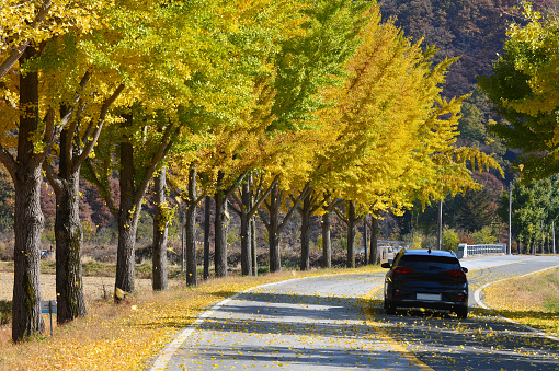 Yellow ginkgo tree road in Sedong-ri, Bugwi-myeon, Jinan-gun, Jeollabuk-do,South Korea.
