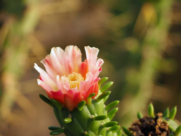 istock Flower of Eva's Pins - Opuntia subulata 1438334039