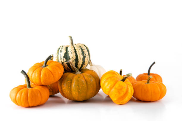 Miniature Pumpkins on White Still life of miniature pumpkins for Thanksgiving or fall and autumn miniature pumpkin stock pictures, royalty-free photos & images