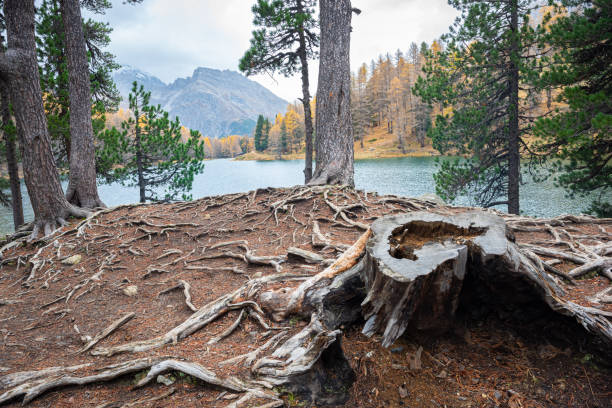 Scenery in the forest of the trunk and roots of a severed fir on the shore of Lake Palpuogna, Switzerland on an autumn day.