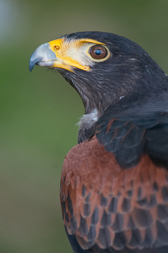 Harris Hawk close up at an educational event